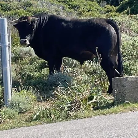 Confort 2-4 Pers 500 M De La Avec Piscine Et Wifi * Santa-Maria-Poggio (Corsica)