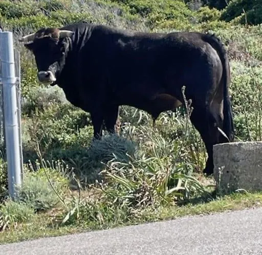Confort 2-4 Pers 500 M De La Avec Piscine Et Wifi * Santa-Maria-Poggio (Corsica)